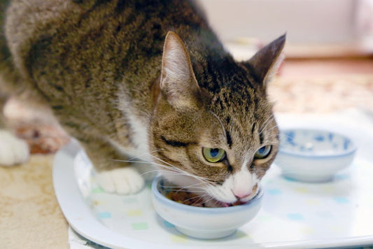 【獣医師監修】犬猫の下部尿路疾患の原因、症状、予防用おやつなど解説!
