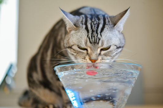 【獣医師監修】猫の下部尿路疾患用と腎臓病用のフードの違い、おすすめおやつまで紹介