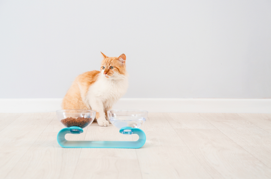 【獣医師監修】猫がご飯は食べないのに水は飲む理由は？対処法も解説