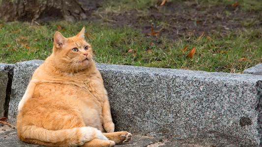 愛猫のダイエット中に与えてもいいおやつは？選び方と与え方を解説
