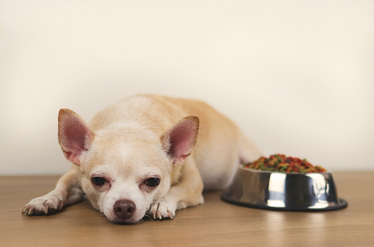 【獣医師監修】愛犬の夏バテ対策になる食事・食材を紹介！夏バテチェックリストも