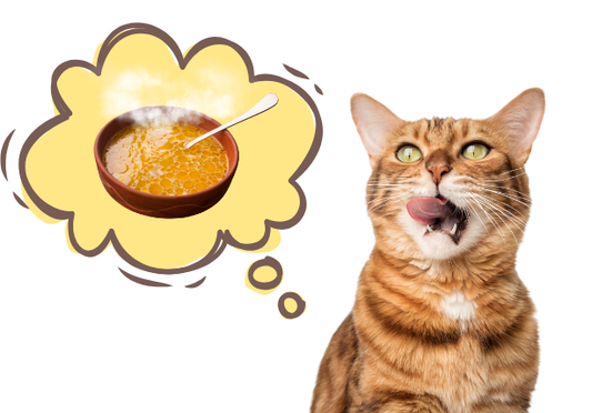 猫の水分補給に悩んだらスープがおすすめ！効果・与え方・注意点まとめ