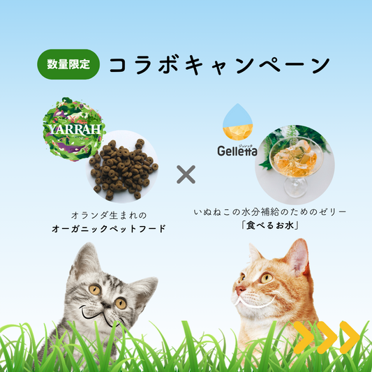 【コラボキャンペーン】オーガニックペットフードのYARRAH（ヤラー）様のサンプルプレゼント