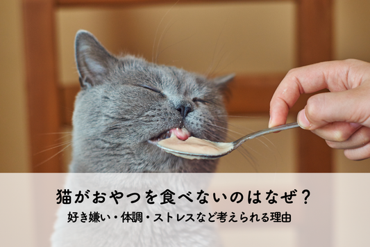 猫がおやつを食べないのはなぜ？好き嫌い・体調・ストレスなど考えられる理由