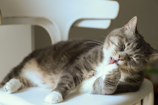 老猫に与えてもいいおやつは？成分の選び方とシニア猫への与え方を解説